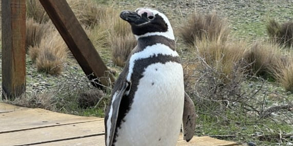 Penguin